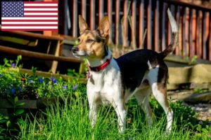 Scopri di più sull'articolo Allevatori di Rat Terrier e cuccioli in USA