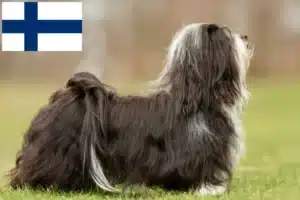 Scopri di più sull'articolo Allevatori e cuccioli di Havanese in Finlandia