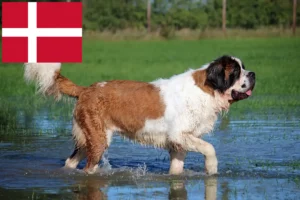 Scopri di più sull'articolo Allevatori di San Bernardo e cuccioli in Danimarca