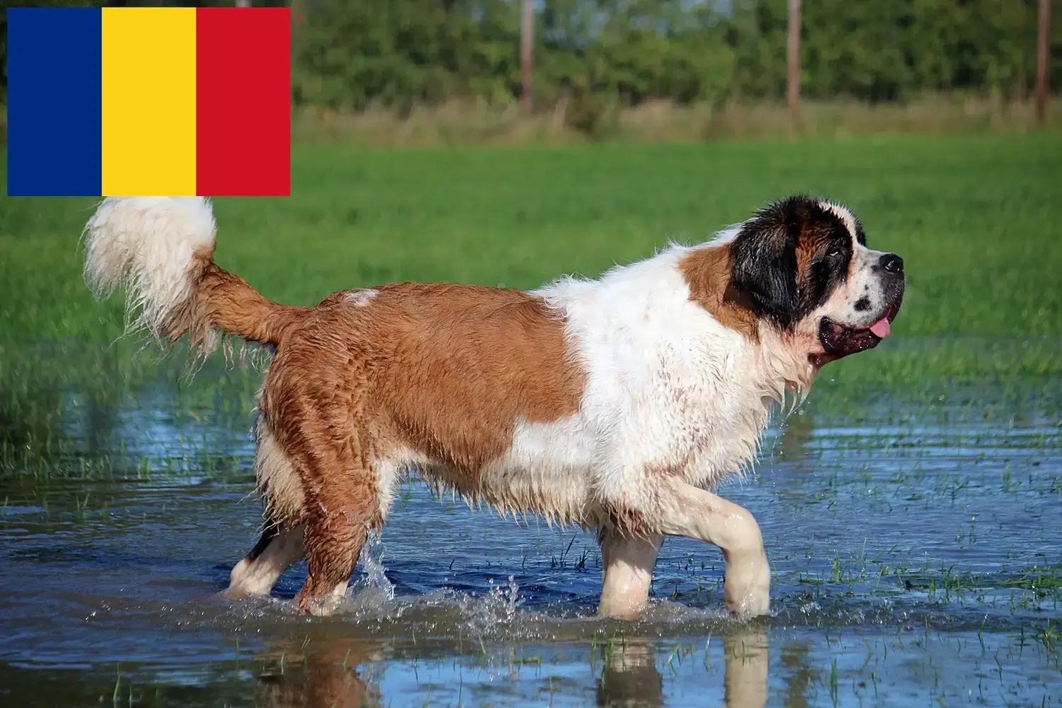 Scopri di più sull'articolo Allevatori di San Bernardo e cuccioli in Romania