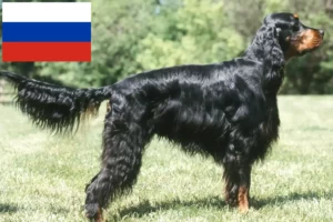 Scopri di più sull'articolo Allevatori di Gordon Setter e cuccioli in Russia