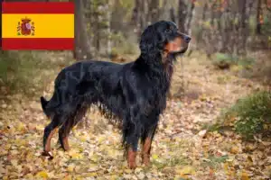 Scopri di più sull'articolo Allevatori di Gordon Setter e cuccioli in Spagna