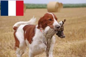 Scopri di più sull'articolo Allevatori e cuccioli di Setter irlandese rosso e bianco in Francia