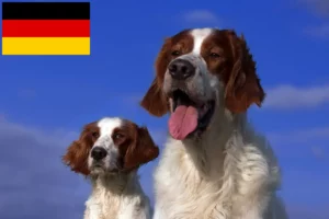 Scopri di più sull'articolo Allevatori e cuccioli di Setter irlandese rosso e bianco in Germania