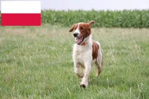 Scopri di più sull'articolo Allevatori e cuccioli di Setter irlandese rosso e bianco in Polonia