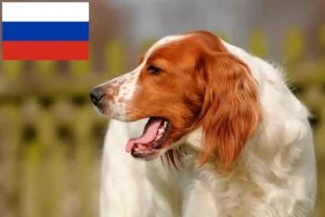 Scopri di più sull'articolo Allevatori e cuccioli di Setter irlandese rosso e bianco in Russia