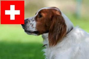 Scopri di più sull'articolo Allevatori e cuccioli di Setter irlandese rosso e bianco in Svizzera