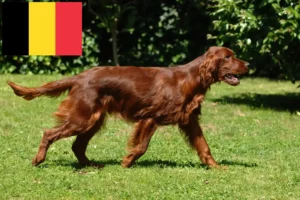 Scopri di più sull'articolo Allevatori e cuccioli di Setter Rosso Irlandese in Belgio