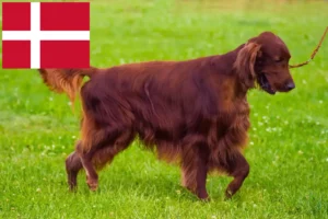 Scopri di più sull'articolo Allevatori e cuccioli di Setter Rosso Irlandese in Danimarca