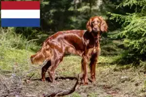 Scopri di più sull'articolo Allevatori e cuccioli di Setter Rosso Irlandese in Olanda