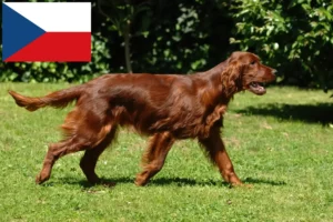 Scopri di più sull'articolo Allevatori di Setter Rosso Irlandese e cuccioli in Repubblica Ceca