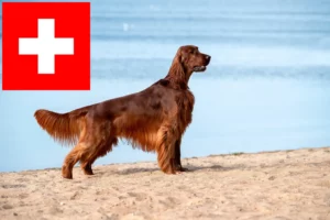 Scopri di più sull'articolo Allevatori e cuccioli di Setter Rosso Irlandese in Svizzera