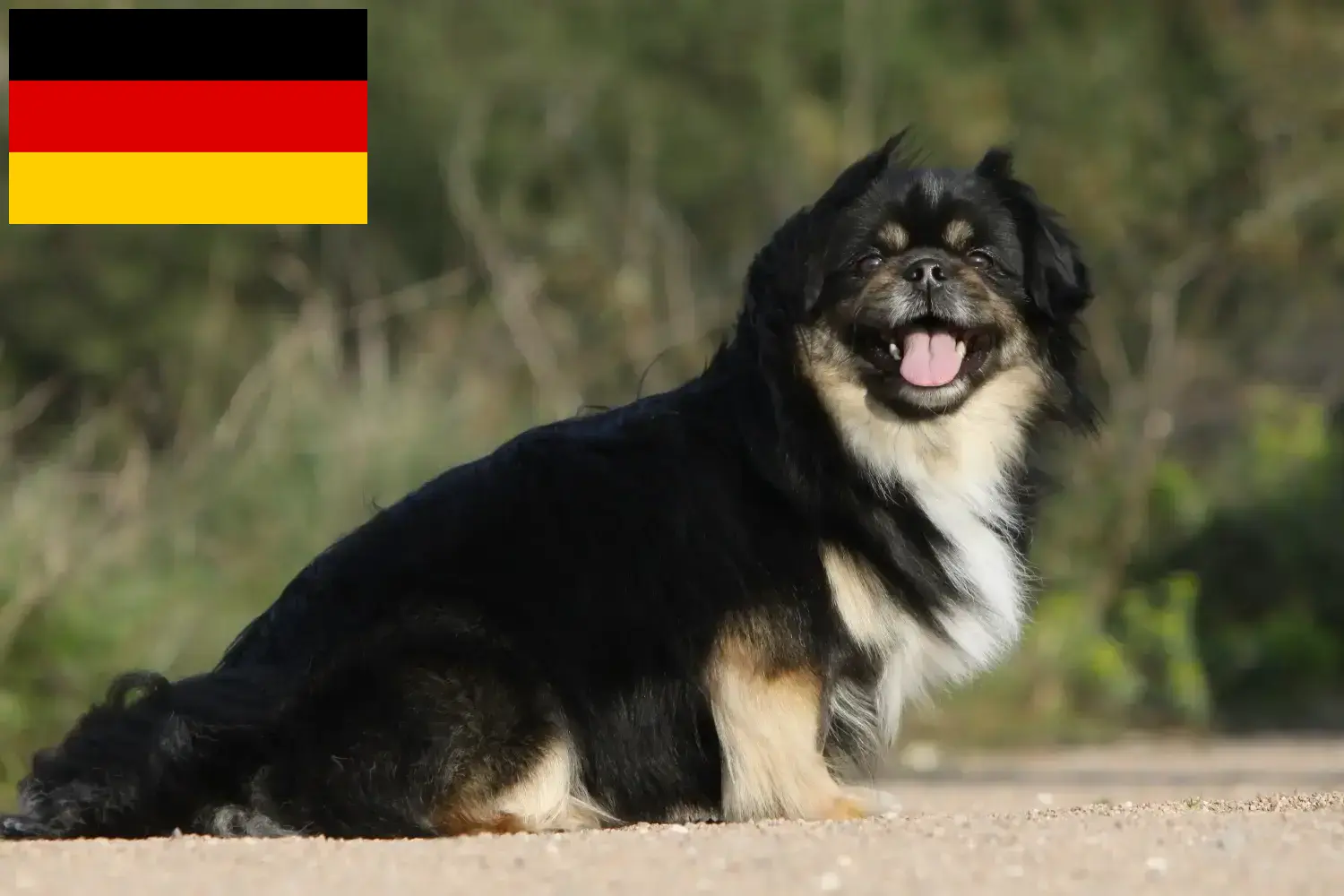 Scopri di più sull'articolo Allevatori di Tibetan Spaniel e cuccioli in Germania