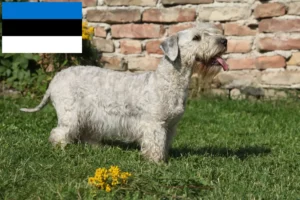 Scopri di più sull'articolo Allevatore di Terrier ceco e cuccioli in Estonia