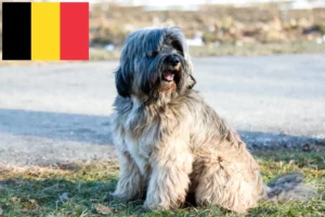 Scopri di più sull'articolo Allevatori di Tibetan Terrier e cuccioli in Belgio