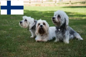 Scopri di più sull'articolo Allevatori di Dandie Dinmont Terrier e cuccioli in Finlandia