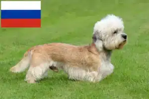 Scopri di più sull'articolo Allevatori di Dandie Dinmont Terrier e cuccioli in Russia