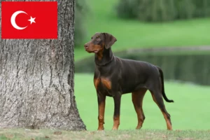 Scopri di più sull'articolo Allevatori di dobermann e cuccioli in Turchia