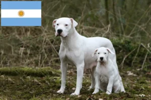 Scopri di più sull'articolo Allevatori di Dogo Argentino e cuccioli in Argentina