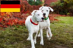 Scopri di più sull'articolo Allevatori di Dogo Argentino e cuccioli in Germania