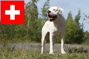 Scopri di più sull'articolo Allevatori di Dogo Argentino e cuccioli in Svizzera