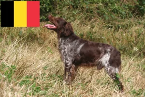 Scopri di più sull'articolo Allevatori e cuccioli di Epagneul Breton in Belgio