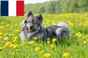 Scopri di più sull'articolo Allevatori di Eurasier e cuccioli in Francia