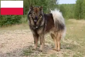 Scopri di più sull'articolo Allevatori di Eurasier e cuccioli in Polonia