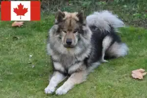 Scopri di più sull'articolo Allevatori di Eurasier e cuccioli in Canada