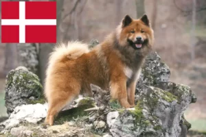 Scopri di più sull'articolo Allevatori di Eurasier e cuccioli in Danimarca