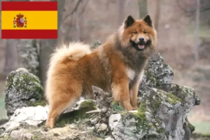 Scopri di più sull'articolo Allevatori e cuccioli di Eurasier in Spagna