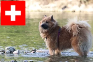 Scopri di più sull'articolo Allevatori e cuccioli di Eurasier in Svizzera