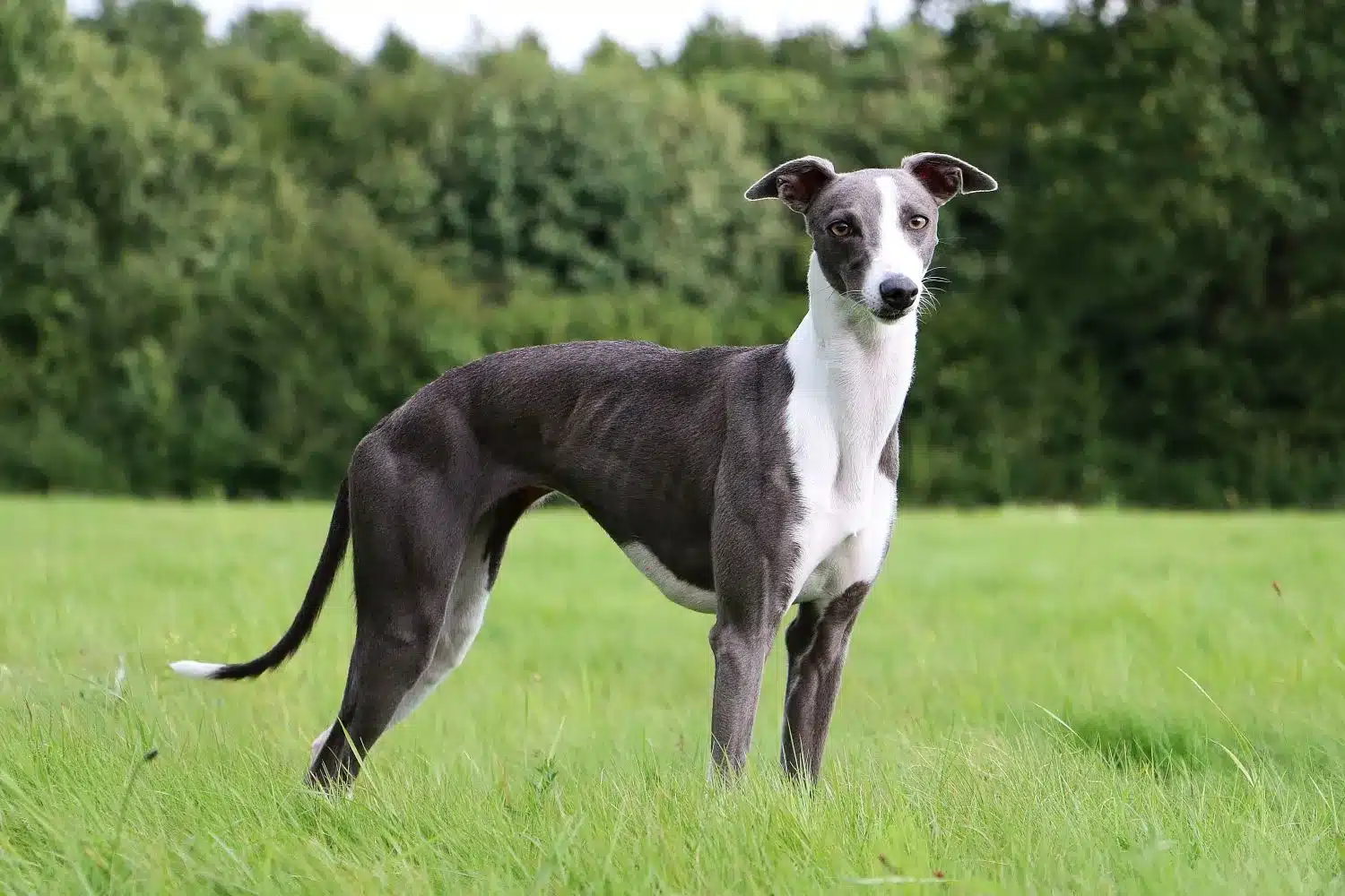 Scopri di più sull'articolo Allevatore di Whippet