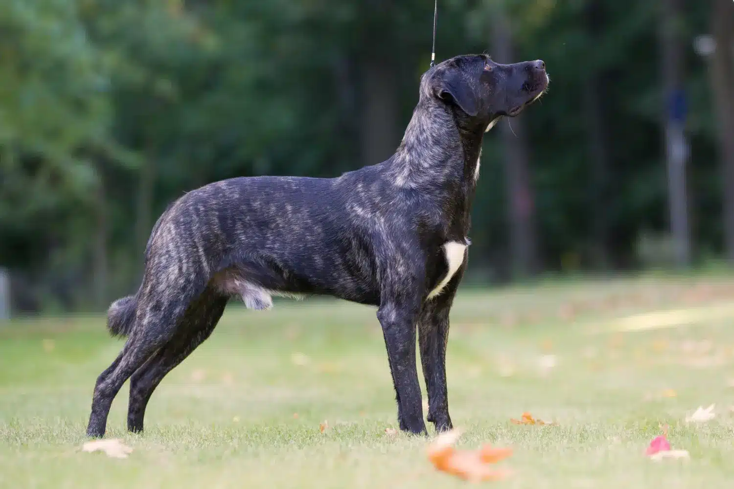 Scopri di più sull'articolo Allevatore di Cão Fila de São Miguel