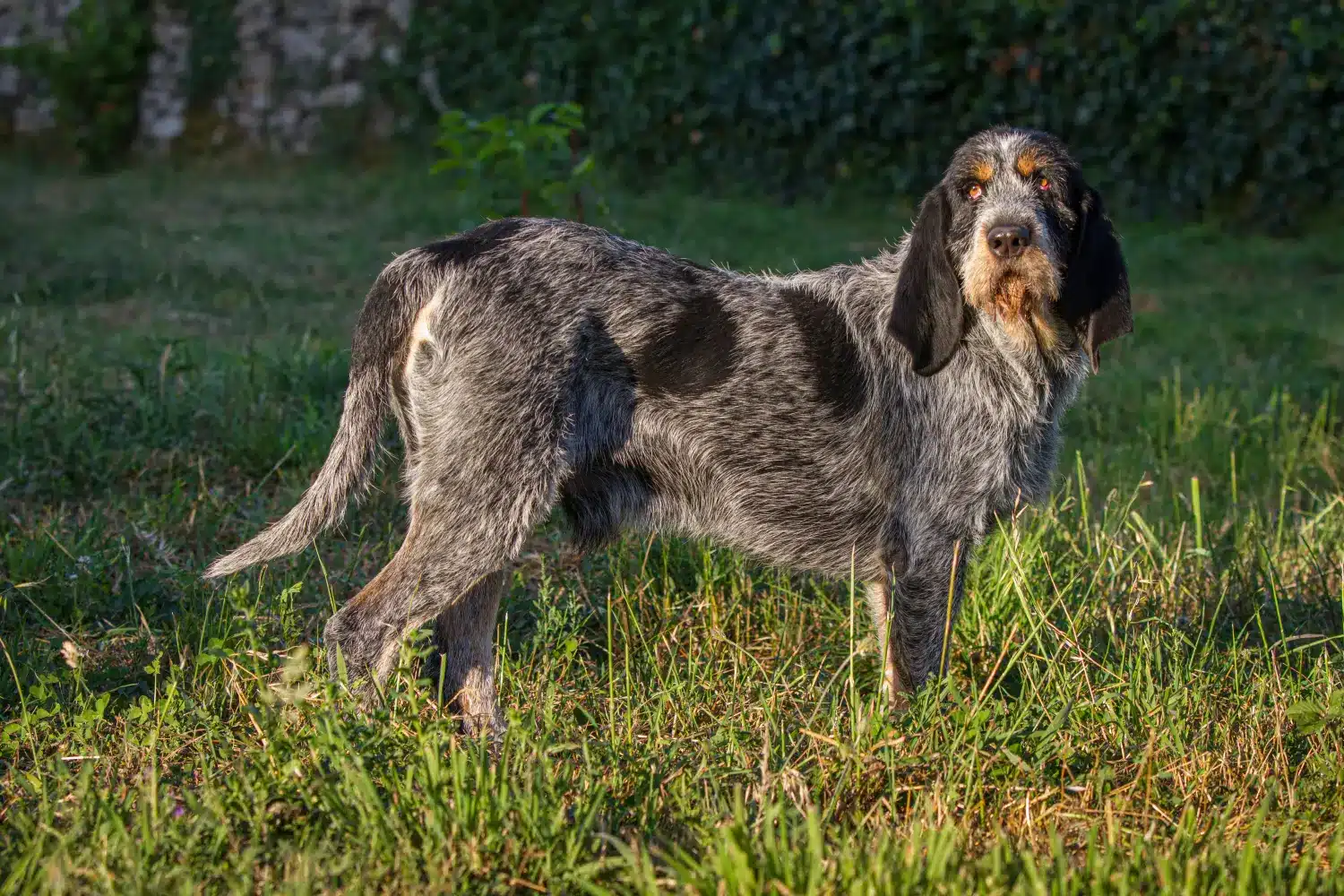 Scopri di più sull'articolo Allevatore di Griffon Bleu de Gascogne