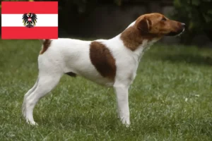 Scopri di più sull'articolo Allevatori di Fox Terrier e cuccioli in Austria