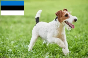 Scopri di più sull'articolo Allevatori di Fox Terrier e cuccioli in Estonia