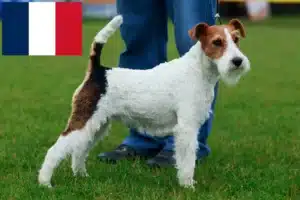 Scopri di più sull'articolo Allevatori di Fox Terrier e cuccioli in Francia