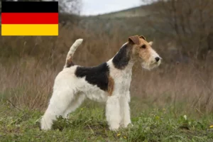 Scopri di più sull'articolo Allevatori di Fox Terrier e cuccioli in Germania