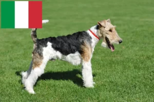 Scopri di più sull'articolo Allevatori di Fox Terrier e cuccioli in Italia