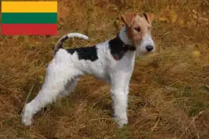 Scopri di più sull'articolo Allevatori di Fox Terrier e cuccioli in Lituania