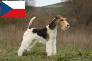 Scopri di più sull'articolo Allevatori di Fox Terrier e cuccioli in Repubblica Ceca