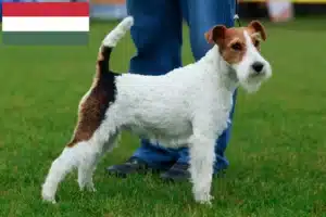 Scopri di più sull'articolo Allevatori di Fox Terrier e cuccioli in Ungheria