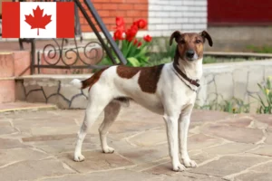 Scopri di più sull'articolo Allevatori di Fox Terrier e cuccioli in Canada