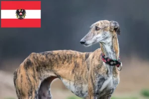 Scopri di più sull'articolo Allevatori di Galgo Espanol e cuccioli in Austria