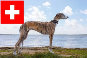 Scopri di più sull'articolo Allevatori di Galgo Espanol e cuccioli in Svizzera