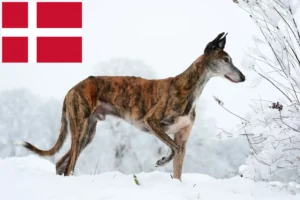 Scopri di più sull'articolo Allevatori di Galgo Espanol e cuccioli in Danimarca