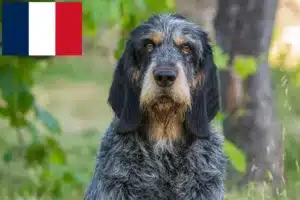 Scopri di più sull'articolo Allevatori di Griffon Bleu de Gascogne e cuccioli in Francia