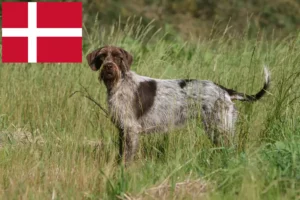 Scopri di più sull'articolo Griffon d’arrêt à poil dur Allevatore e cuccioli in Danimarca