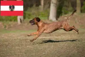 Scopri di più sull'articolo Allevatori di Hannoverscher Schweißhund e cuccioli in Austria